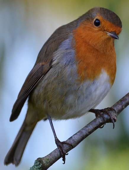A robin named lilly